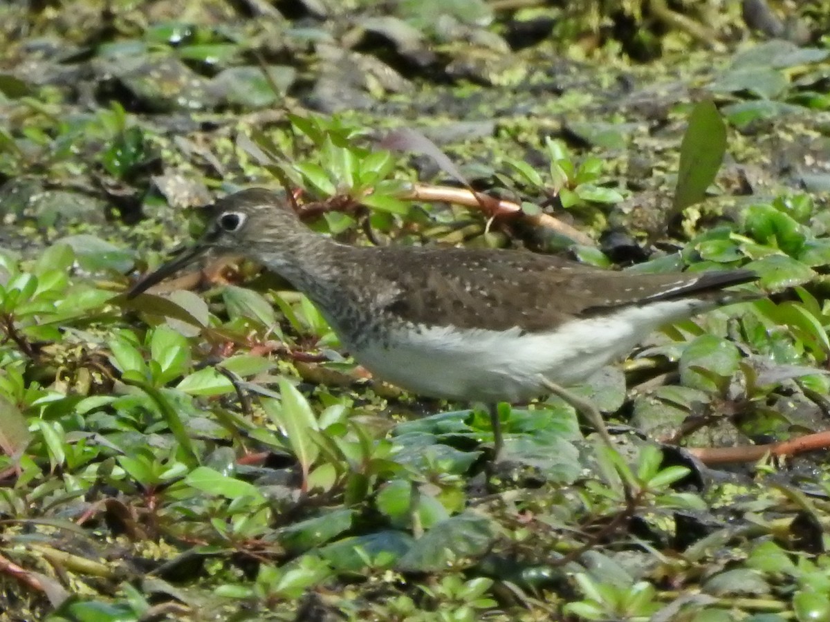 Solitary Sandpiper - ML641177365