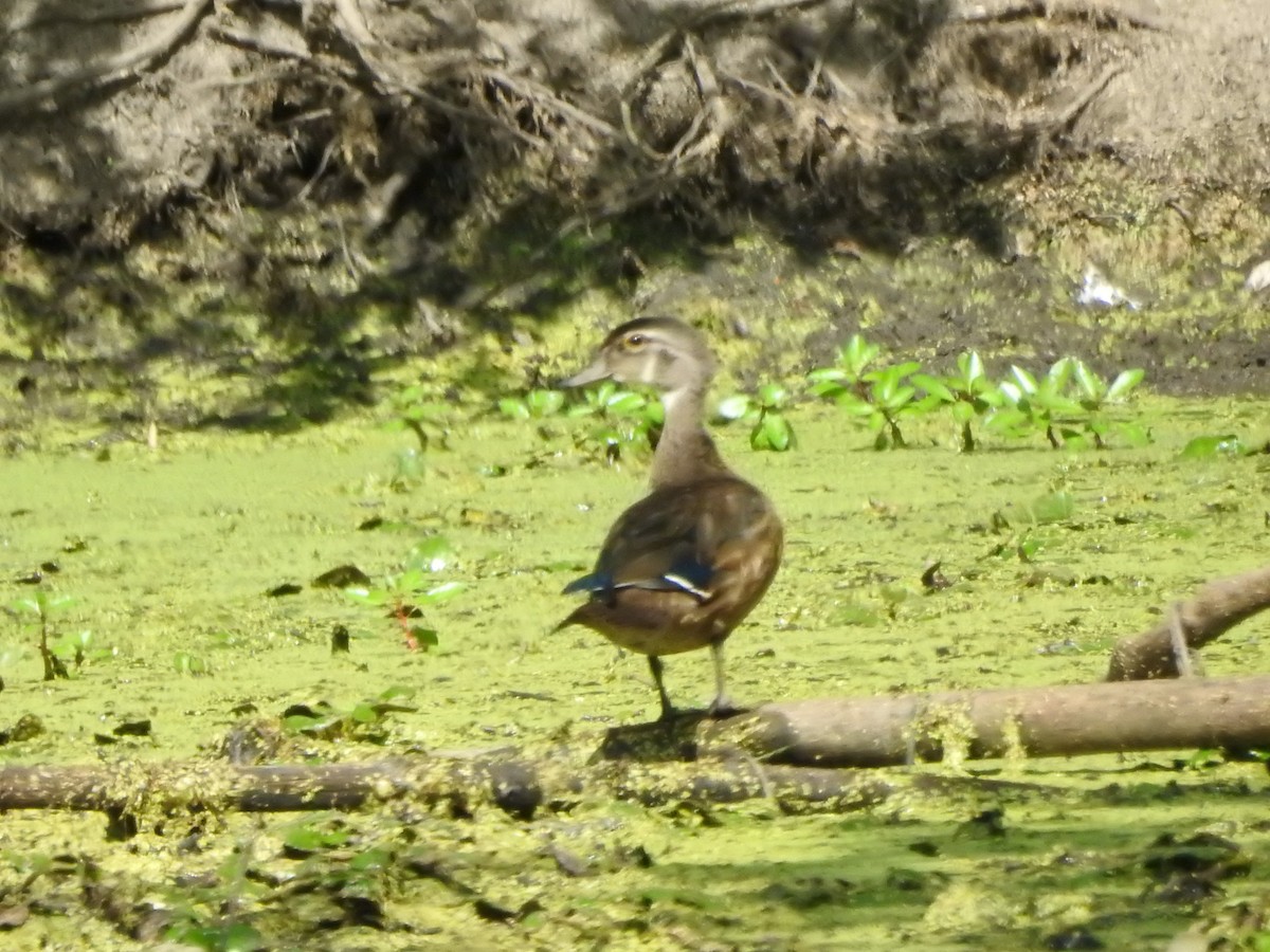 Wood Duck - ML641177392