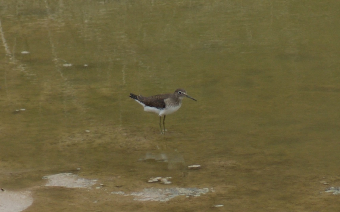 Solitary Sandpiper - ML641177405