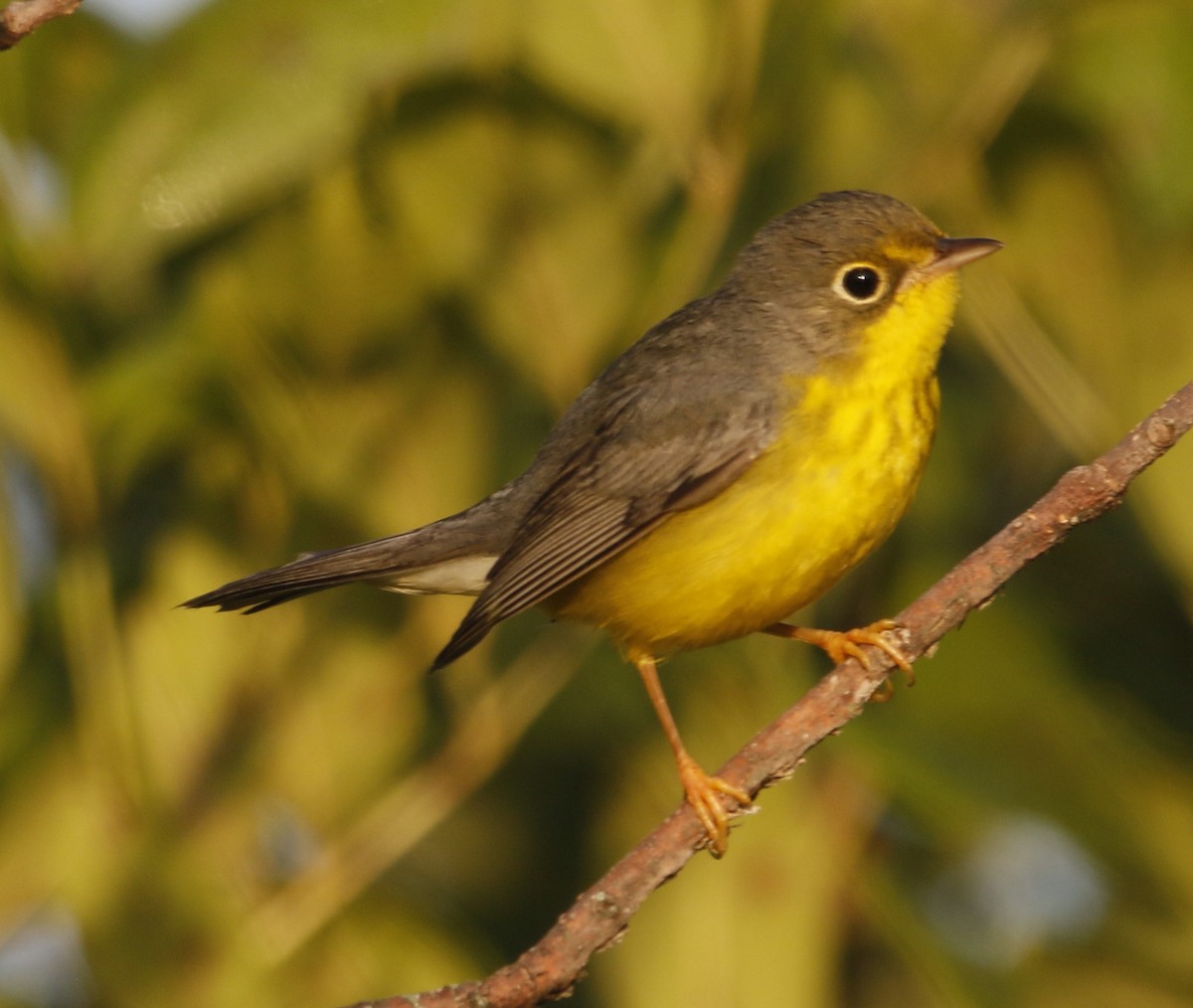 Canada Warbler - ML641177408