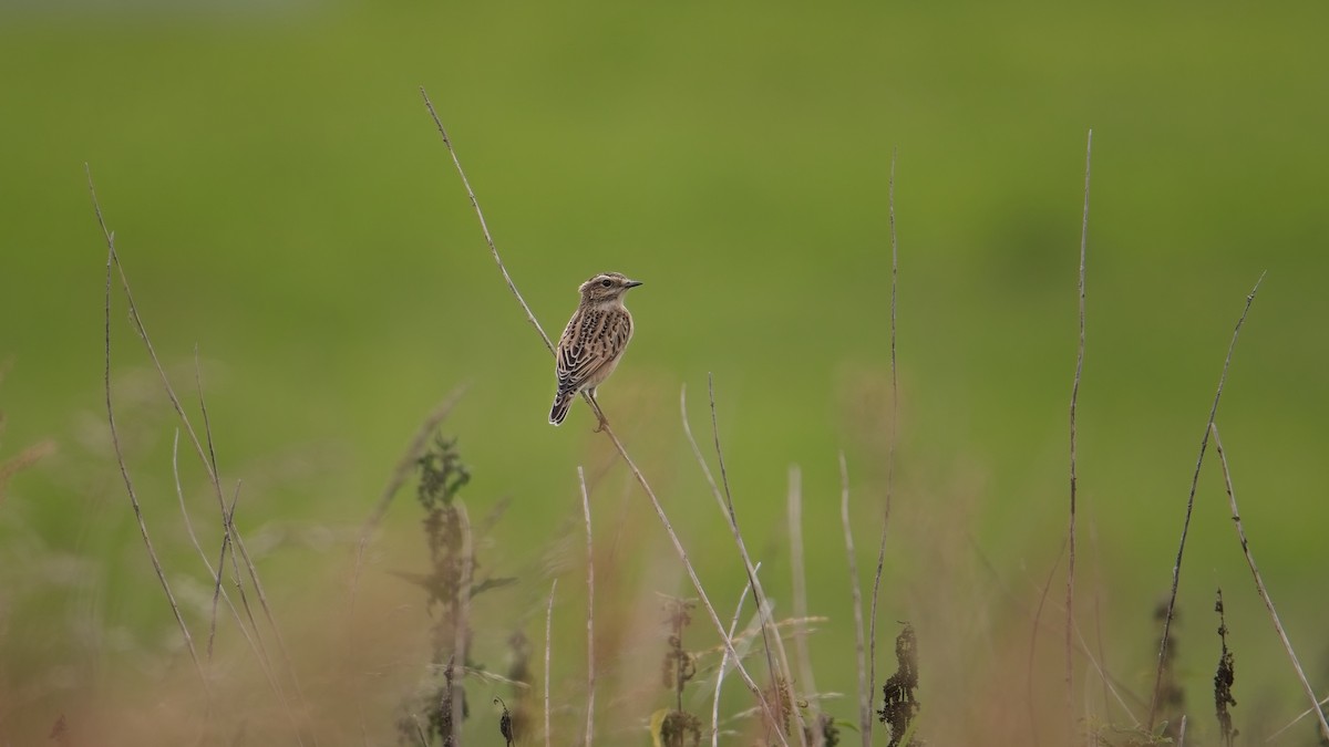 bramborníček hnědý - ML641177426