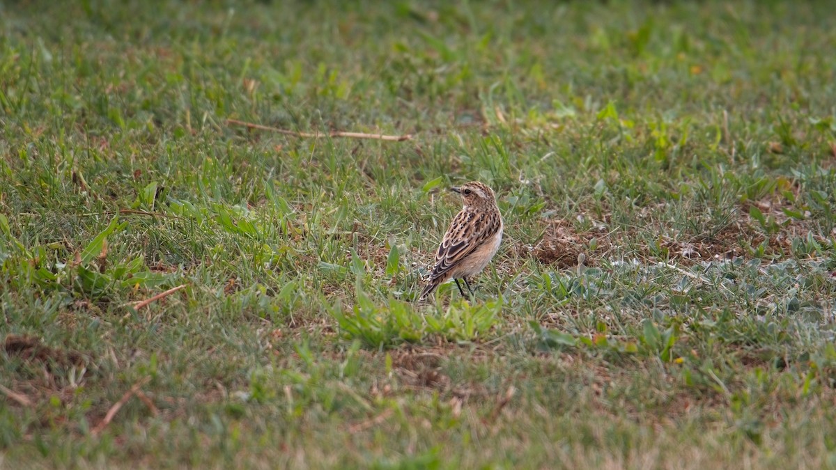 bramborníček hnědý - ML641177427