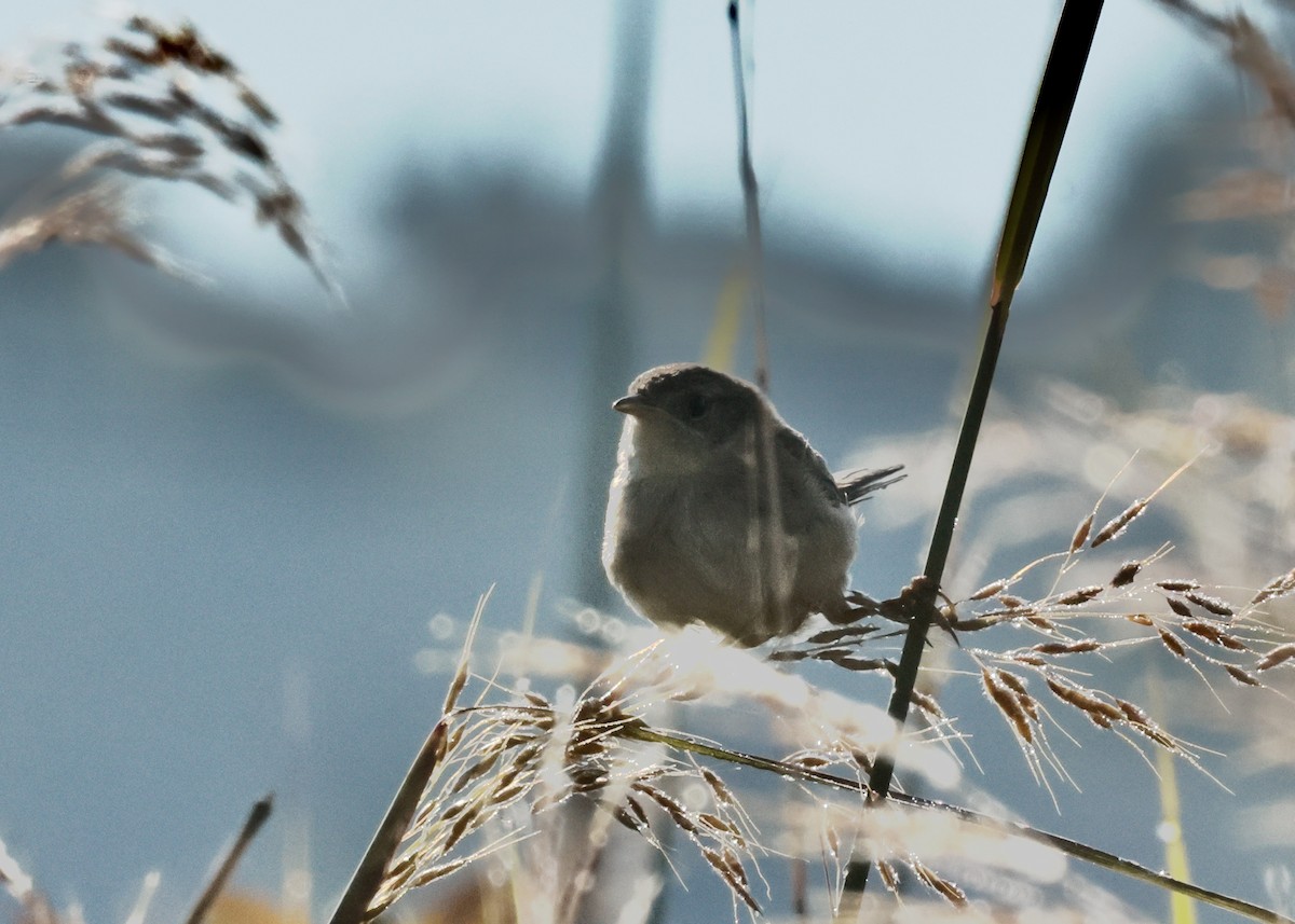 Sedge Wren - ML641177428
