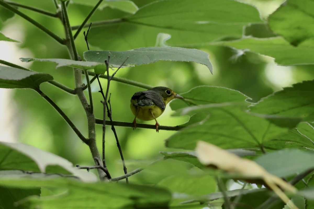 Canada Warbler - ML641177436