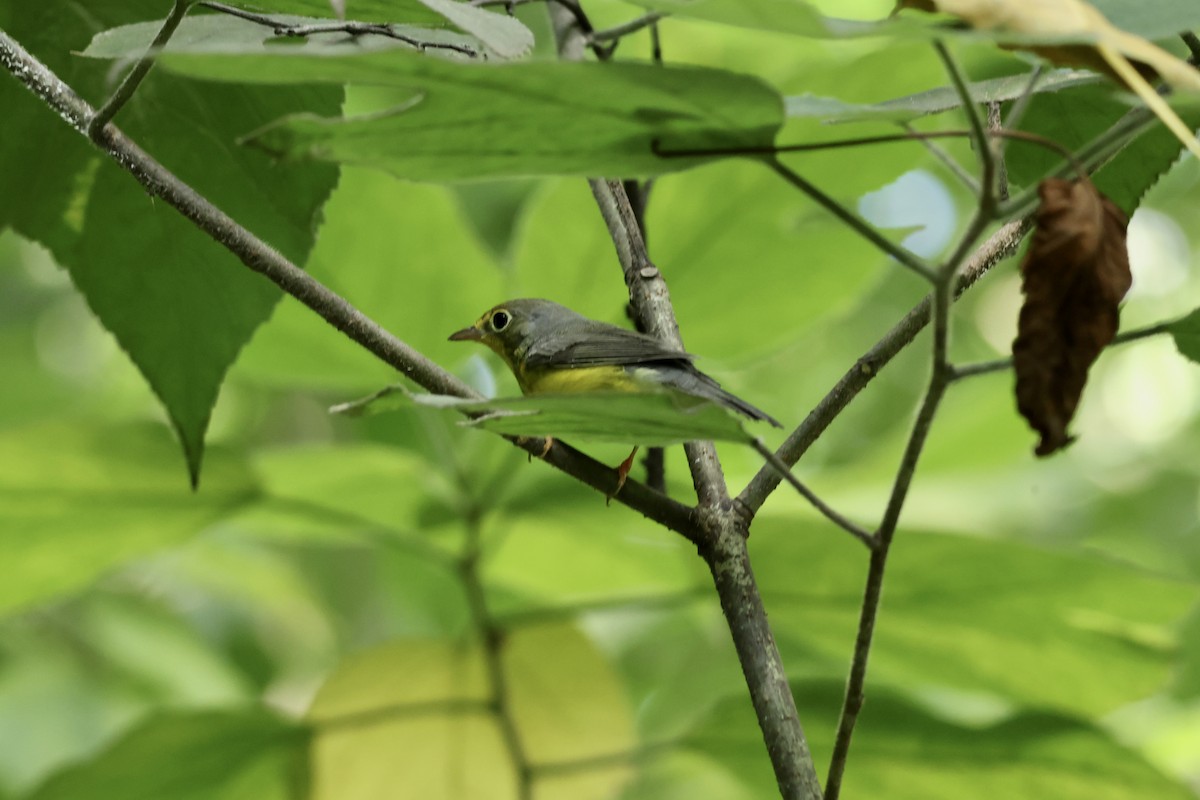 Canada Warbler - ML641177437