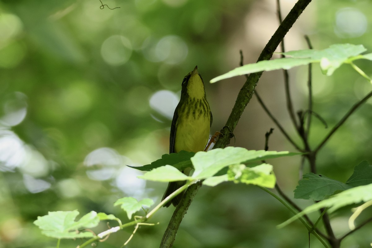 Canada Warbler - ML641177438