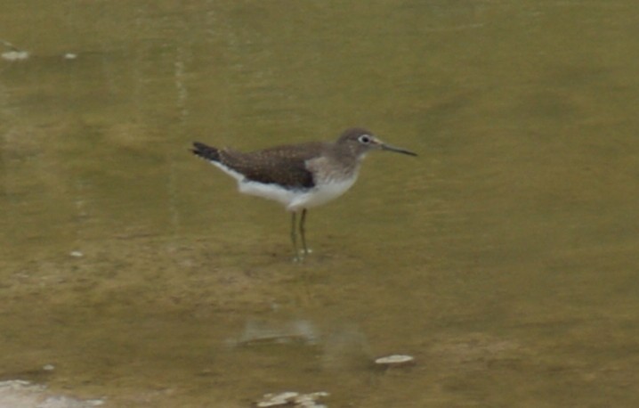 Solitary Sandpiper - ML641177441