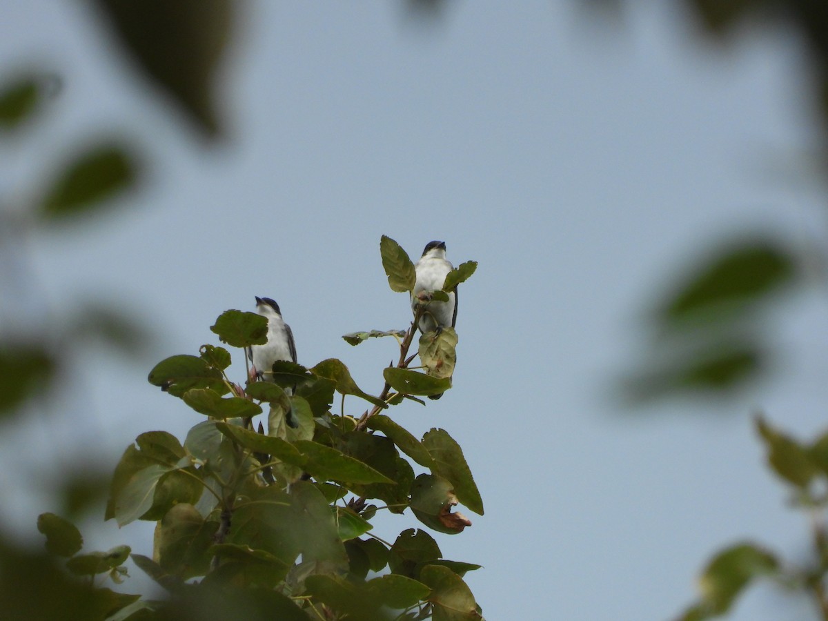 Eastern Kingbird - ML641177456