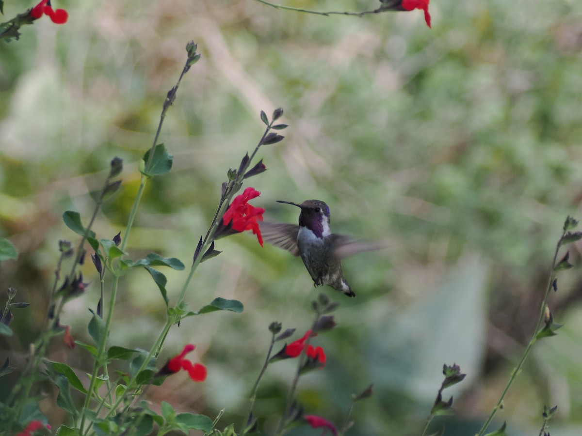 Costa's Hummingbird - ML641177488