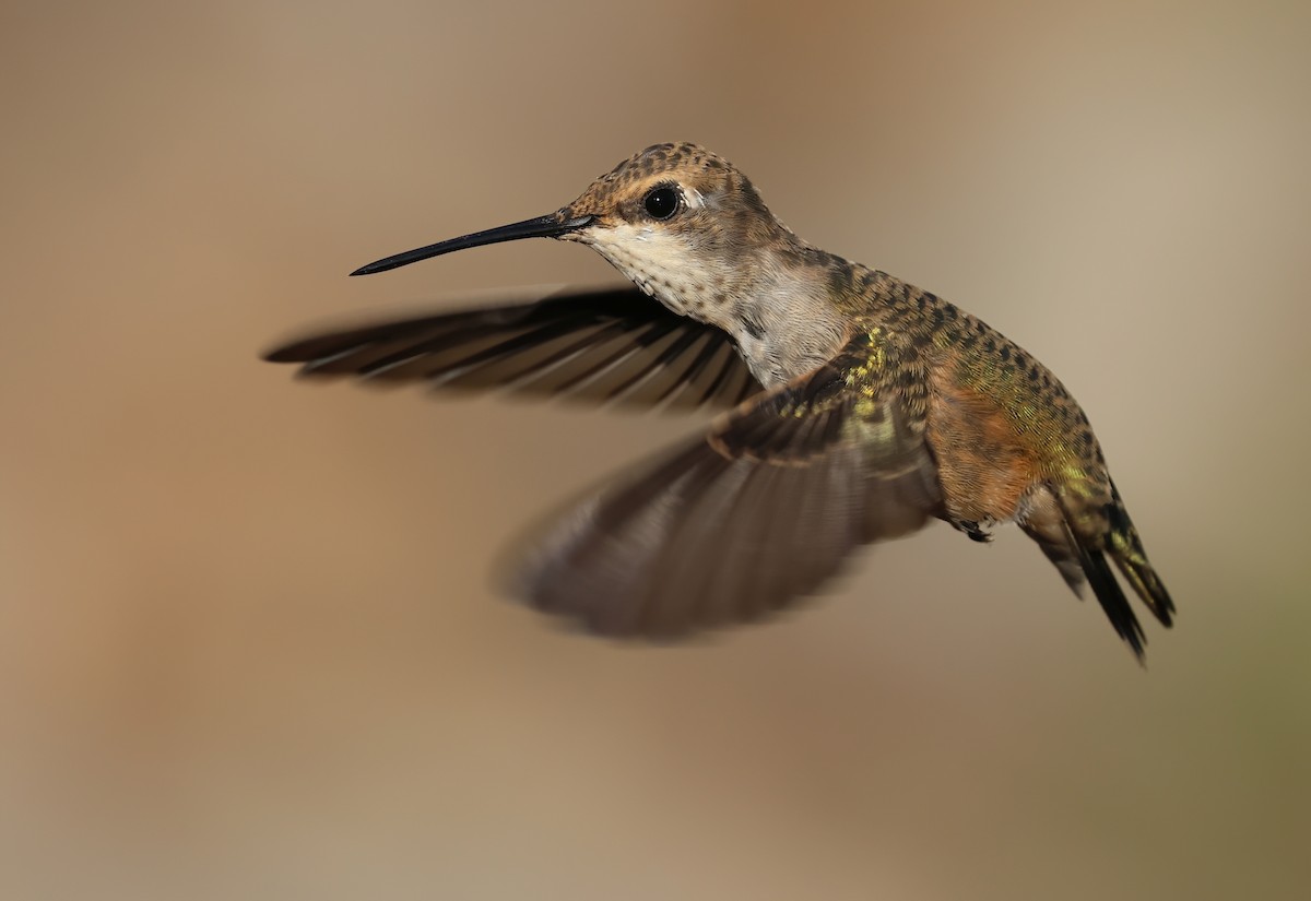 Black-chinned Hummingbird - ML641177511