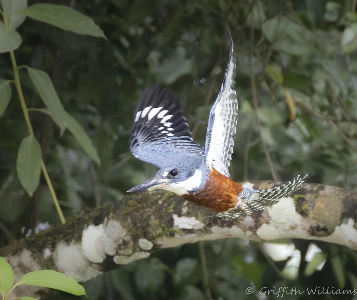 Amazon Kingfisher - ML641177513