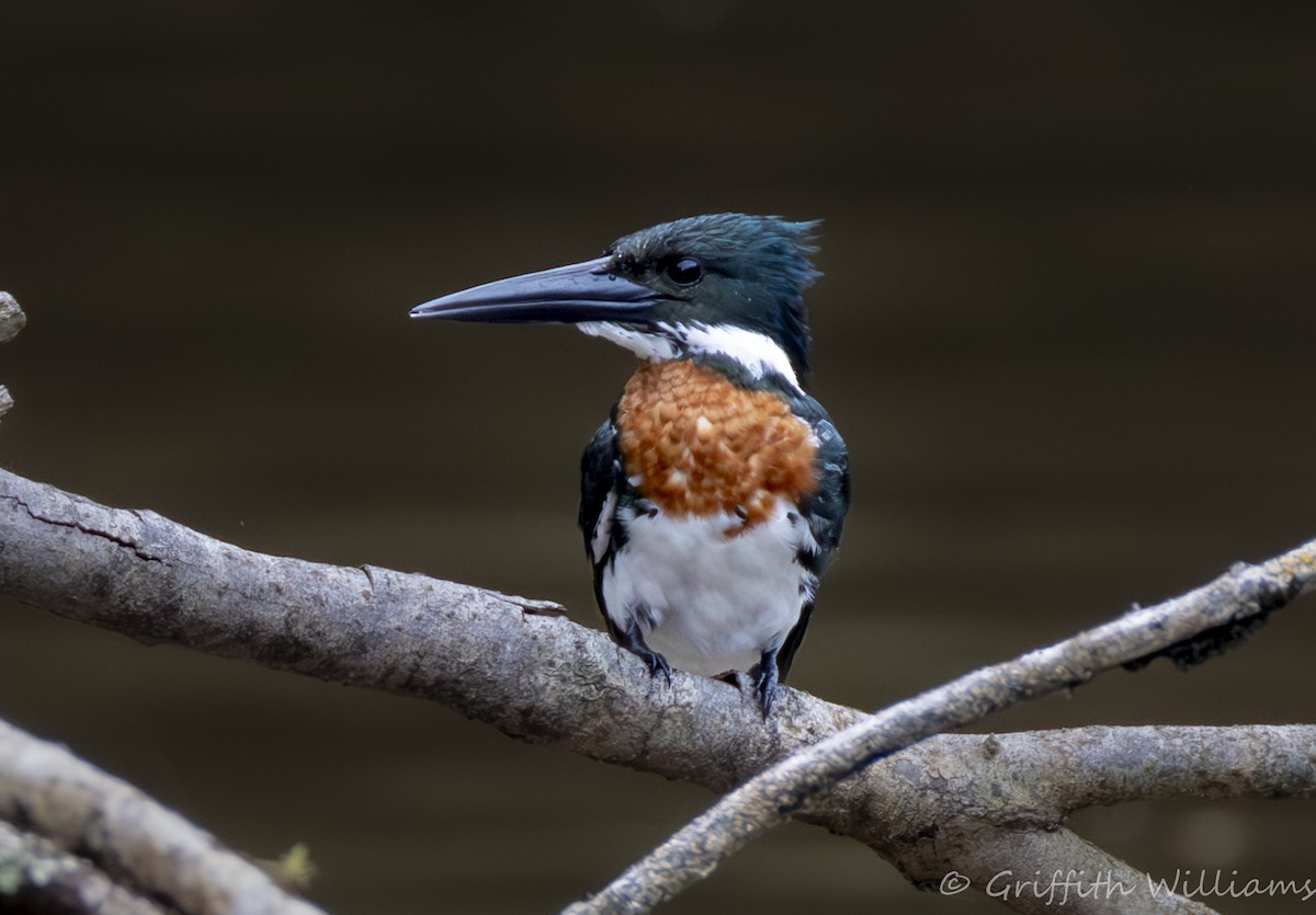 Amazon Kingfisher - ML641177521