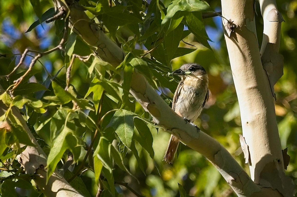 Rose-throated Becard - ML641177522
