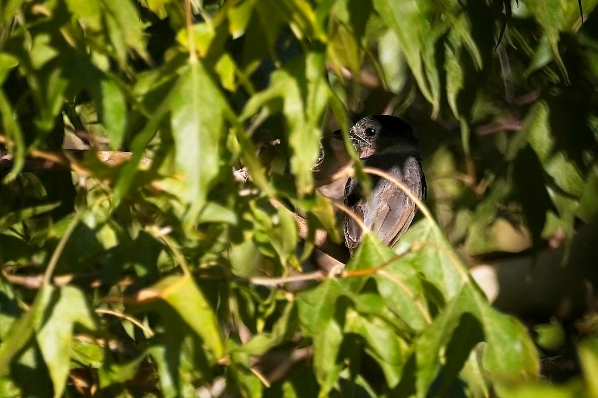 Rose-throated Becard - ML641177523