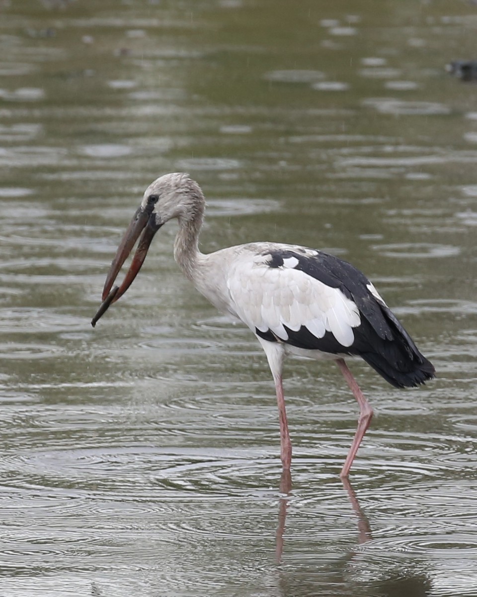 Asian Openbill - ML641177527