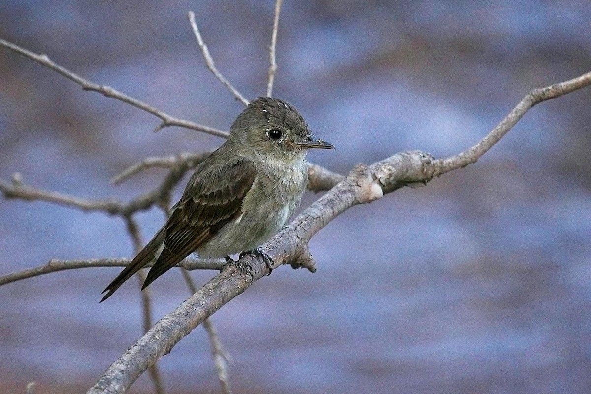 Western Wood-Pewee - ML641177535
