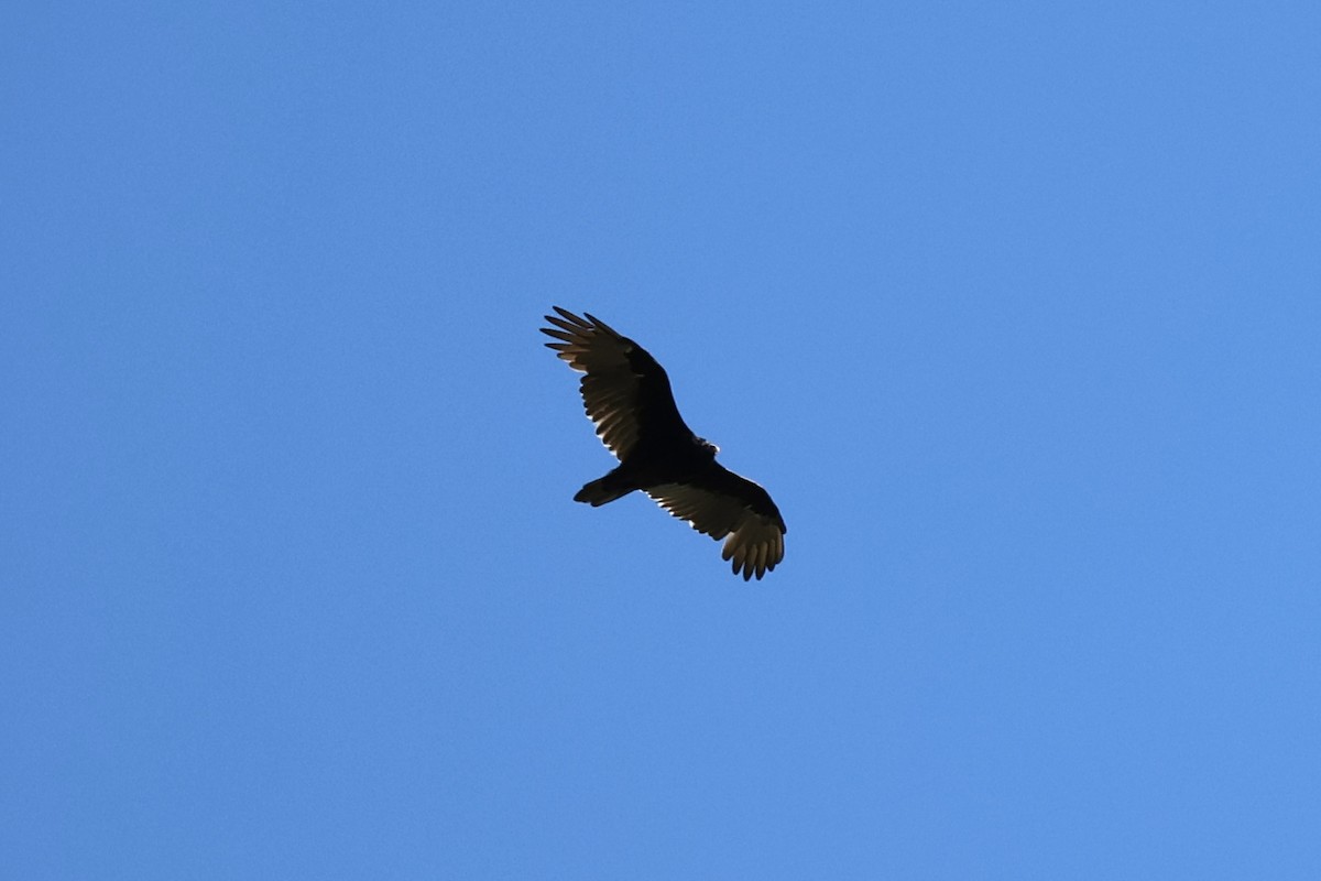 Turkey Vulture - ML641177539