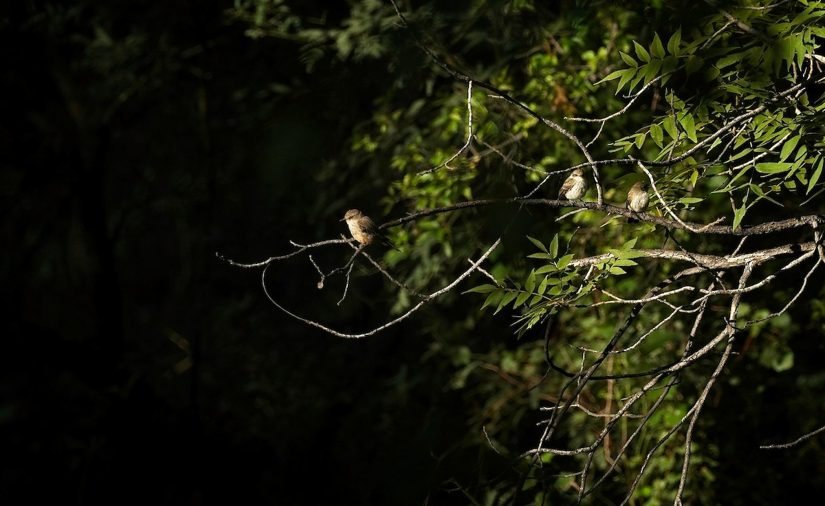 Vermilion Flycatcher - ML641177541