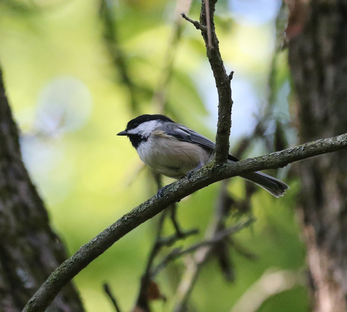 Black-capped Chickadee - ML641177586