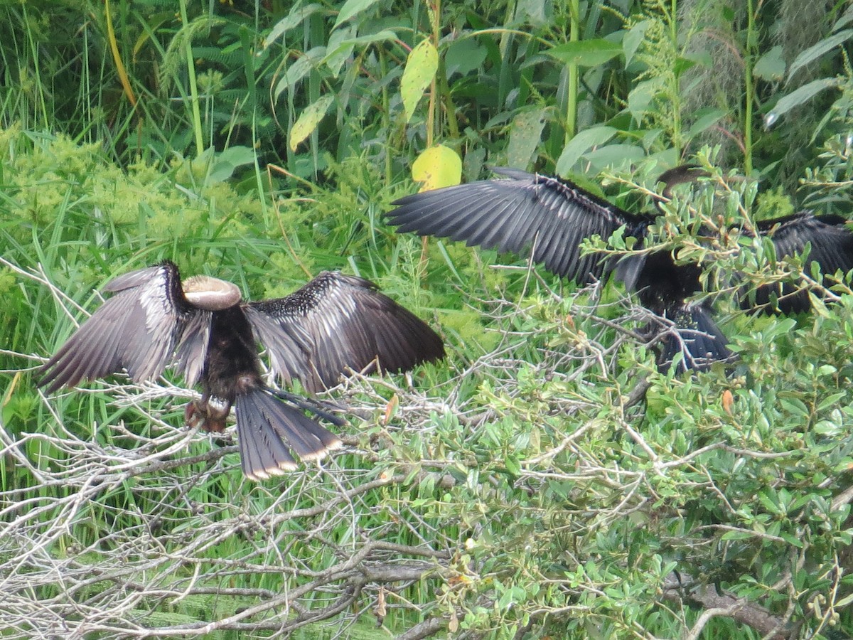 anhinga americká - ML641177592
