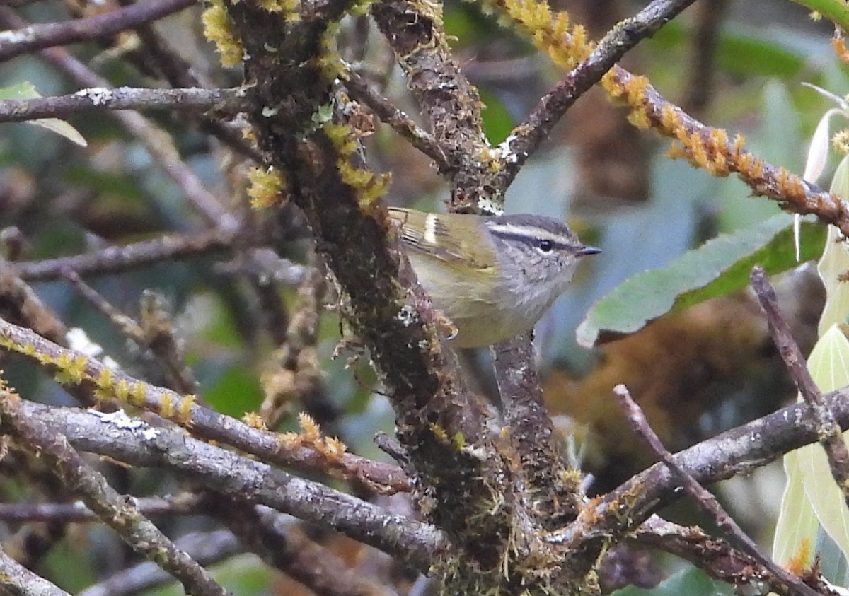 Ashy-throated Warbler - ML641177641