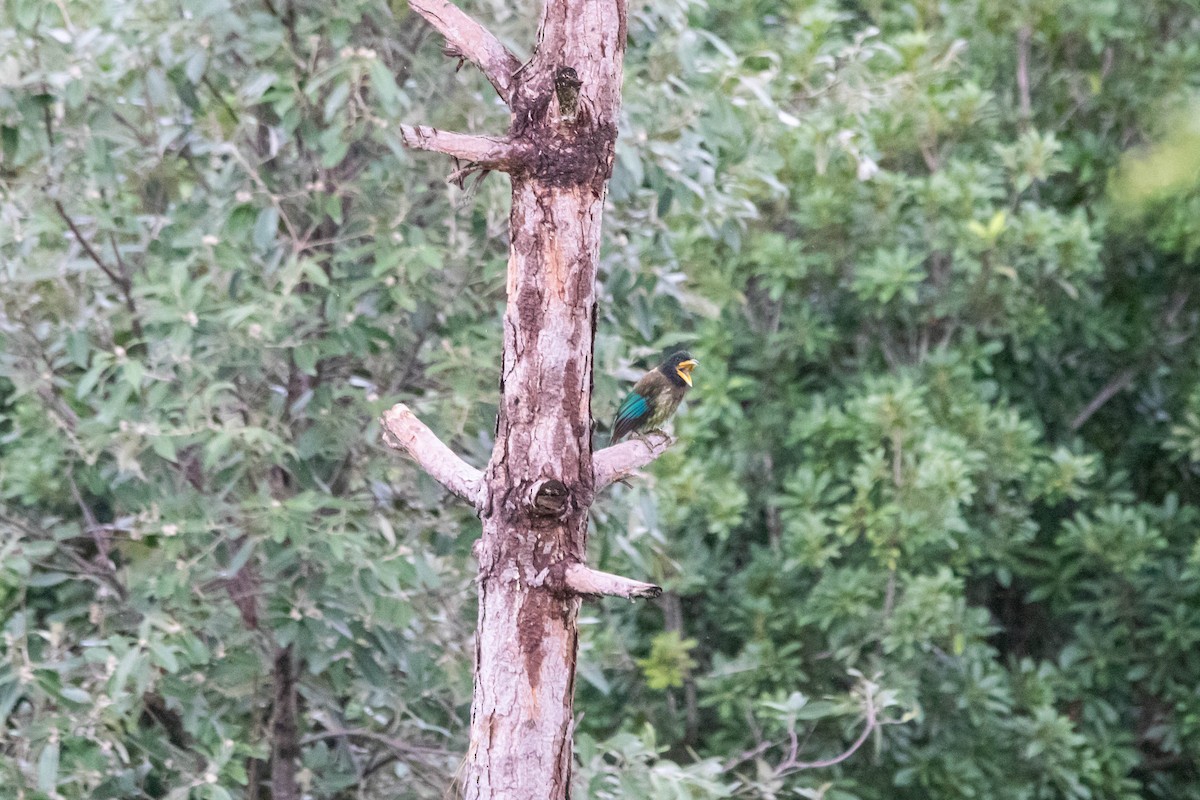 Great Barbet - ML641177658