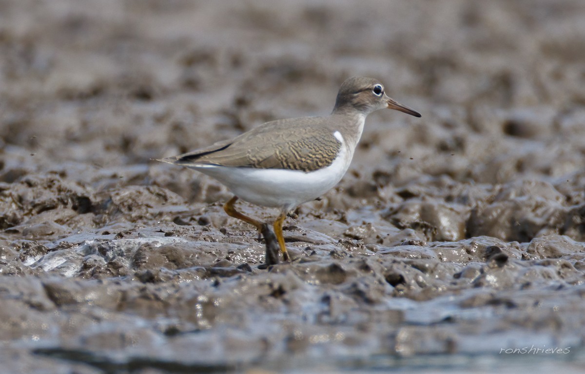 flekksnipe - ML641177669