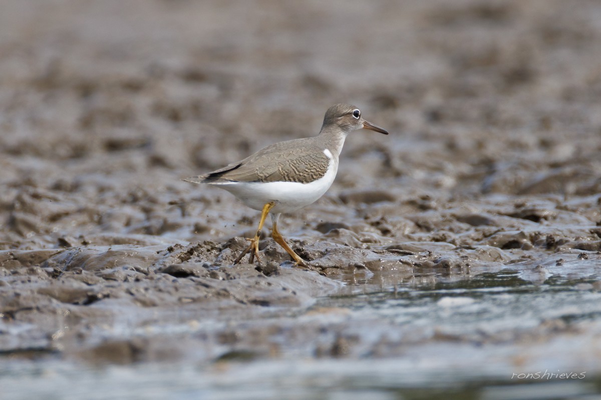 flekksnipe - ML641177674