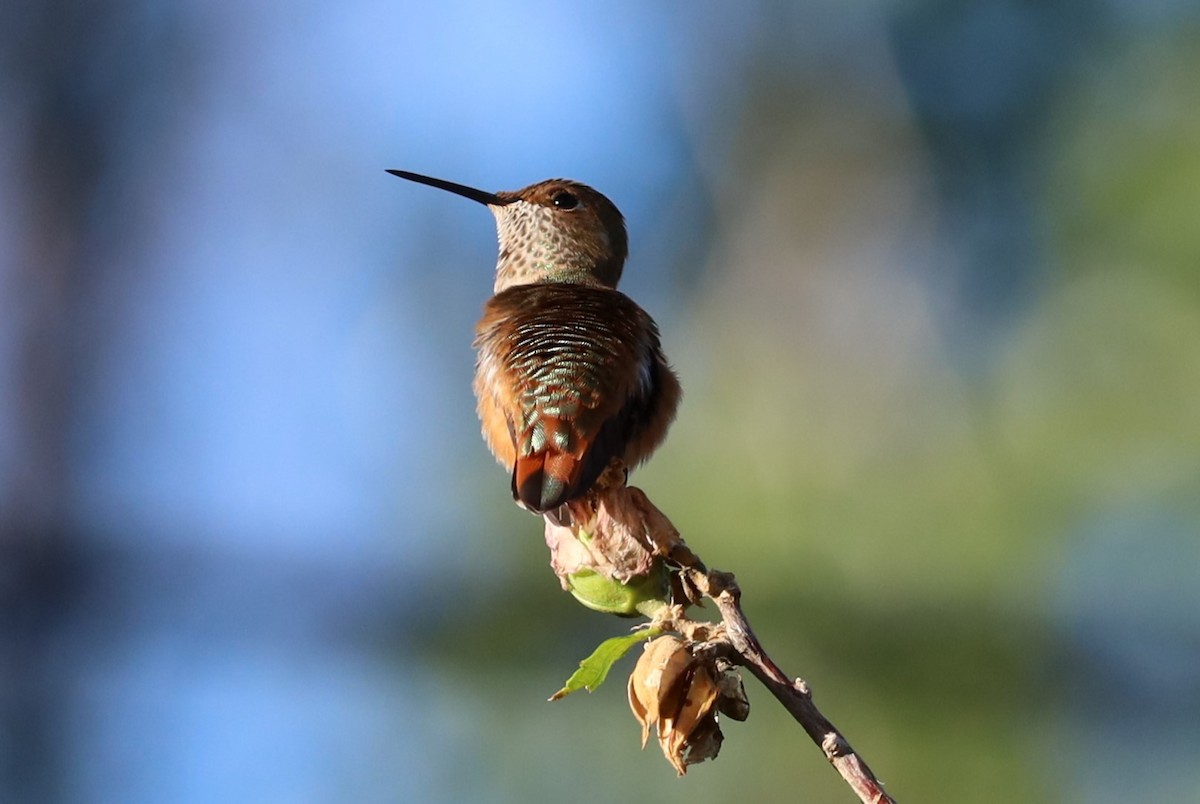 Colibri roux - ML641177683