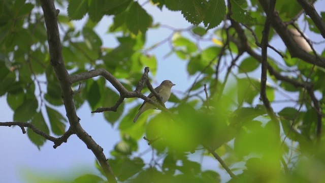 Warbling Vireo - ML641177693