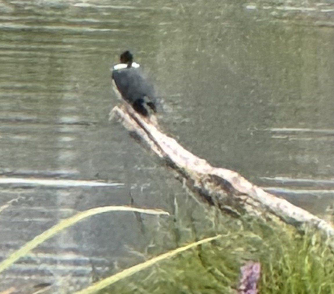 Martin-pêcheur d'Amérique - ML641177694