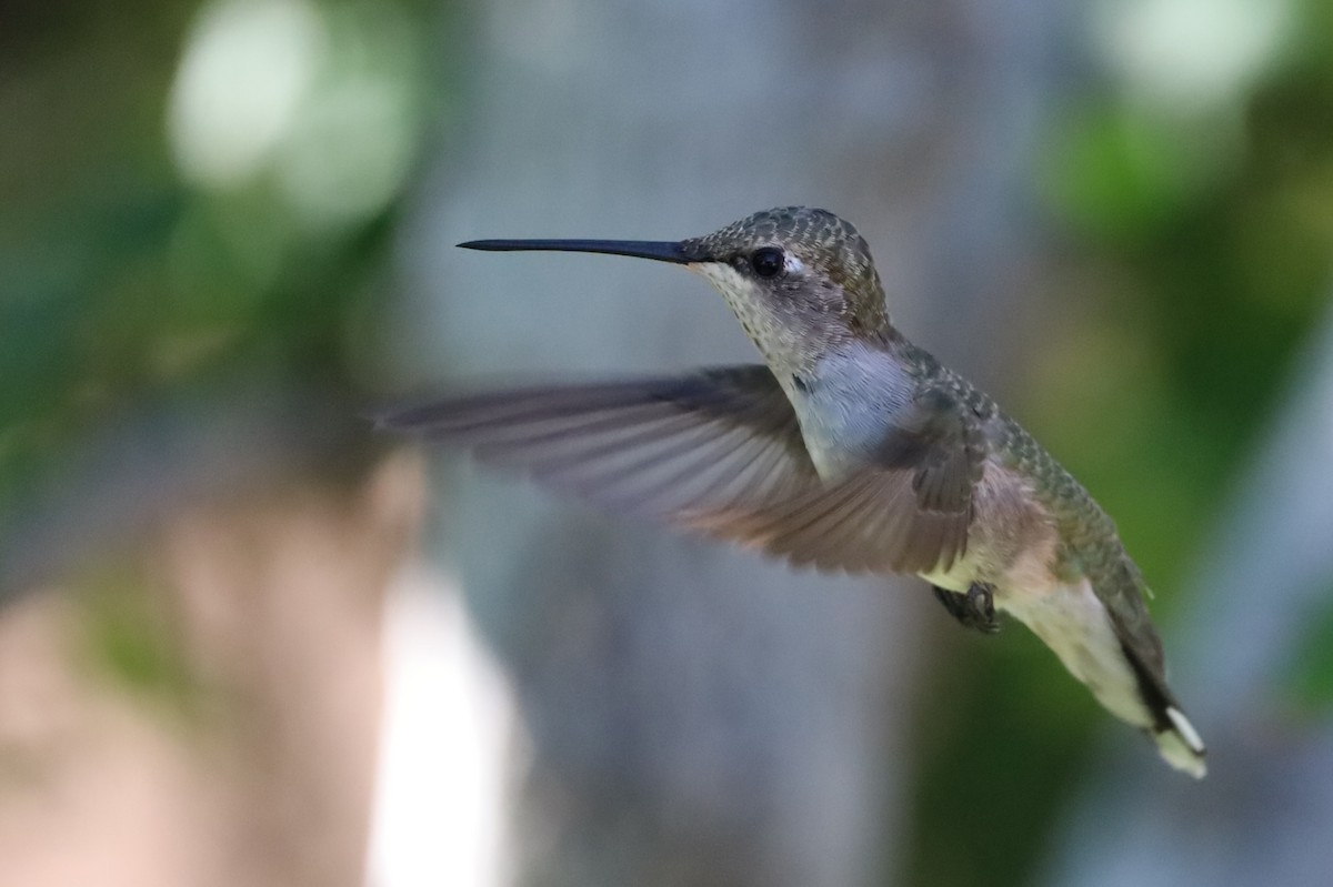 Colibri à gorge noire - ML641177695
