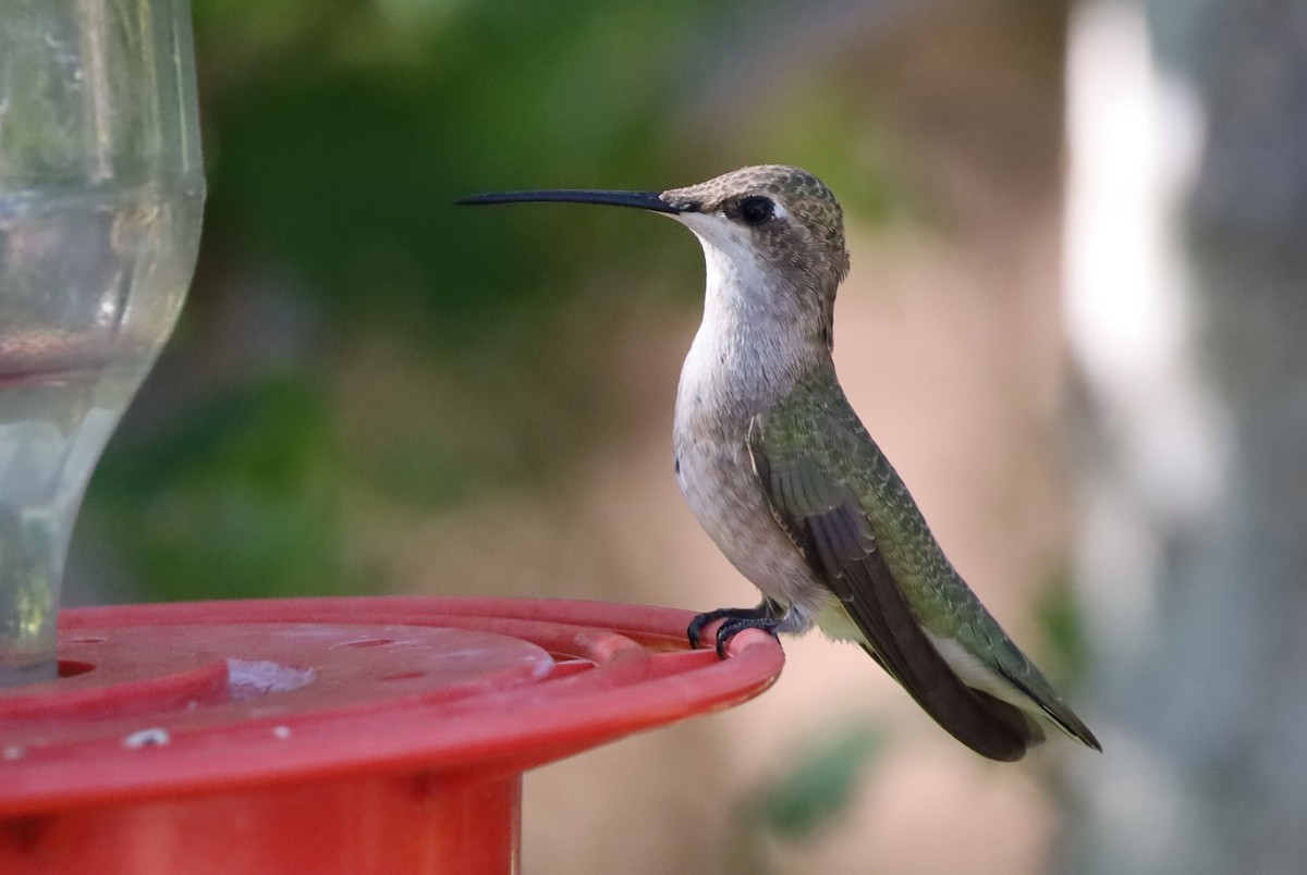 Colibri à gorge noire - ML641177696