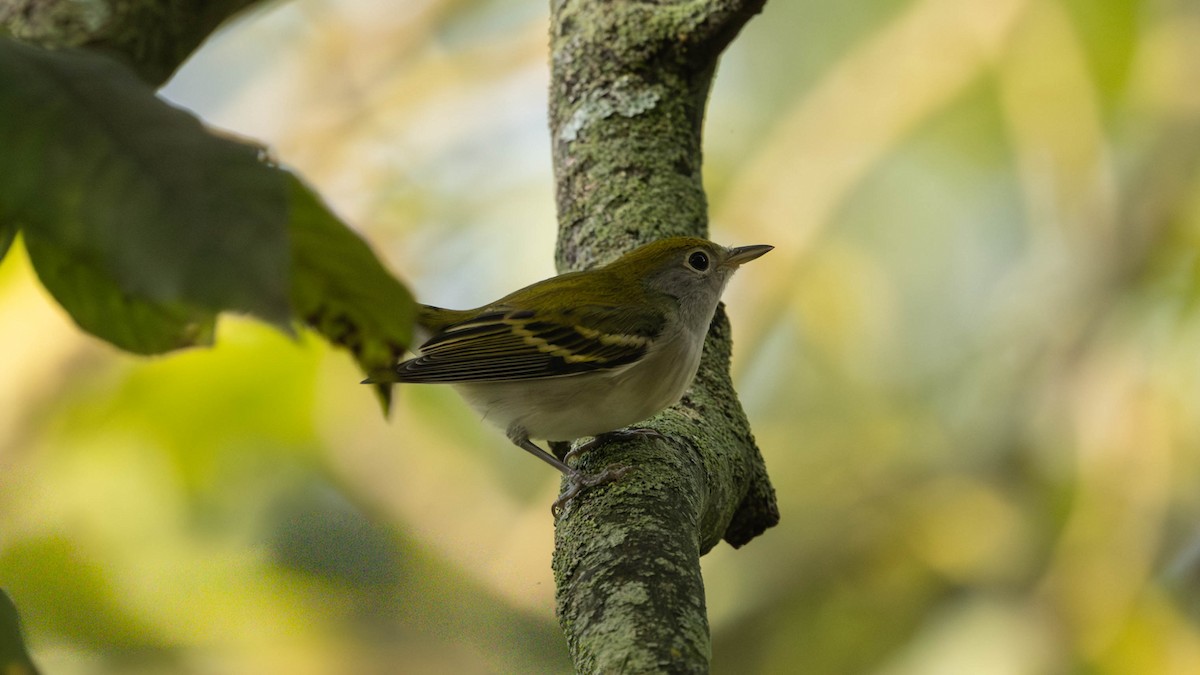 Chestnut-sided Warbler - ML641177731