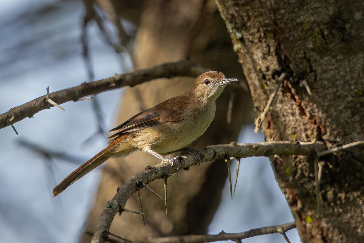 Northern Brownbul - ML641177734