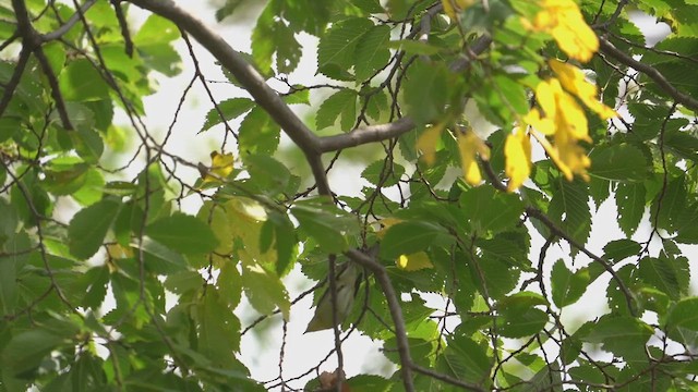 Blackburnian Warbler - ML641177762