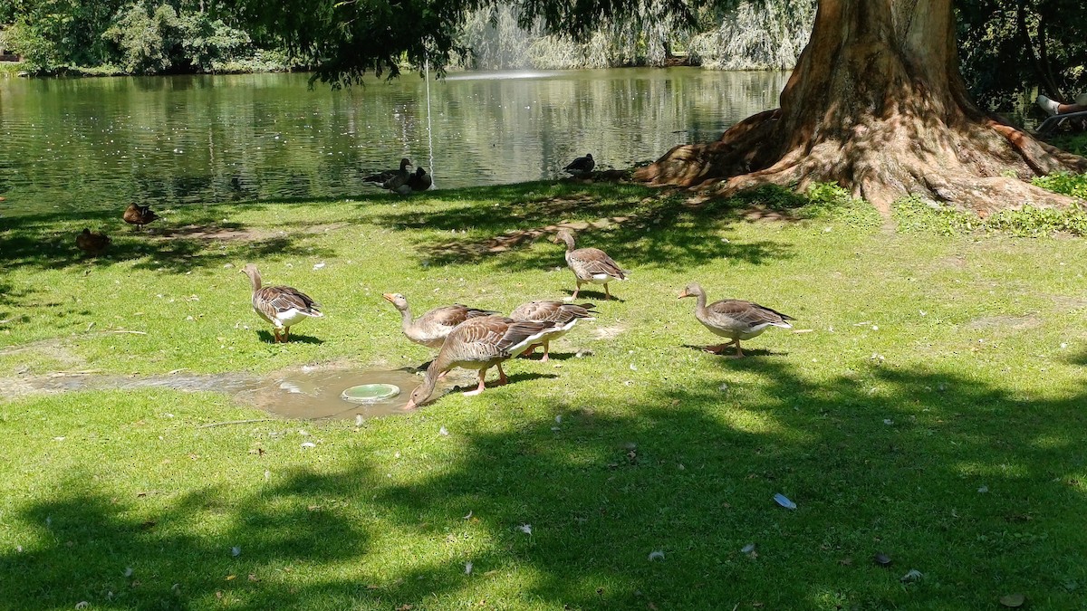 Graylag Goose - ML641177772