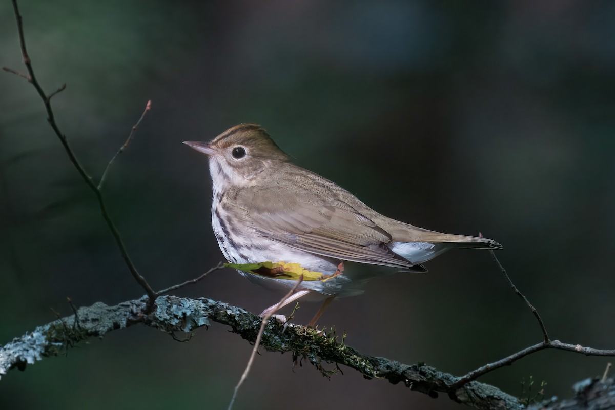 Ovenbird - ML641177778