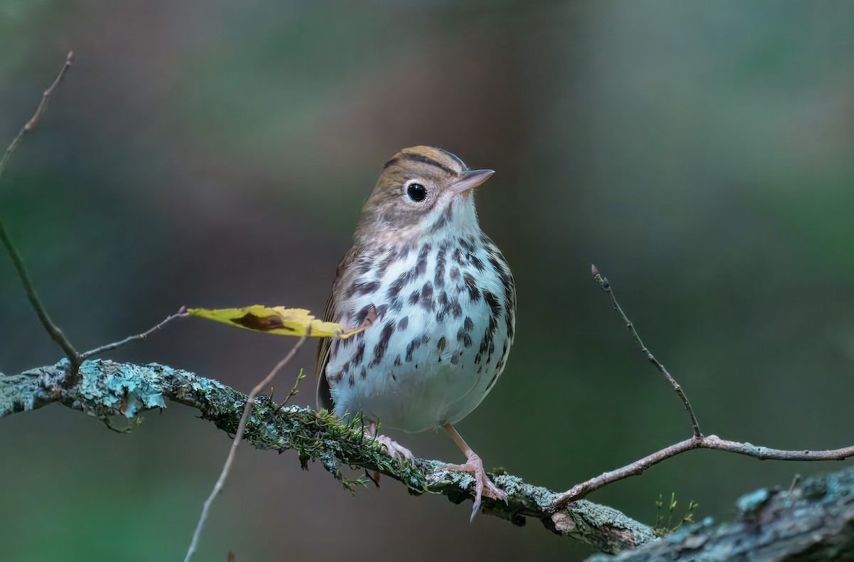 Ovenbird - ML641177779
