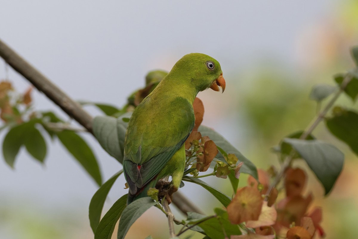 Vernal Hanging-Parrot - ML641177781