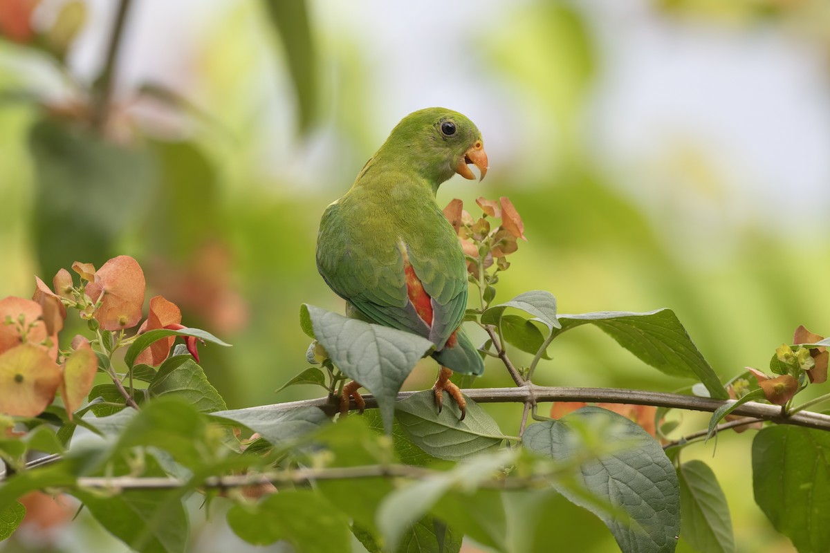 Vernal Hanging-Parrot - ML641177782