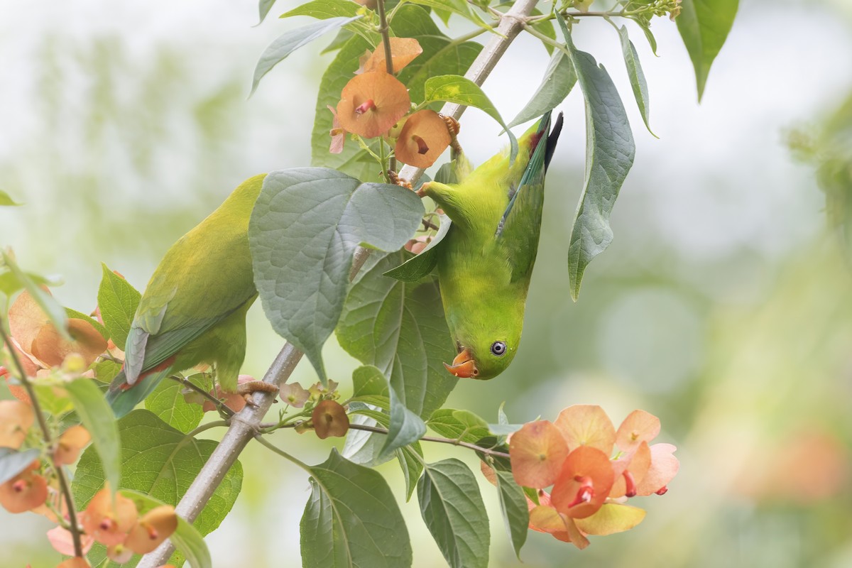 Vernal Hanging-Parrot - ML641177783