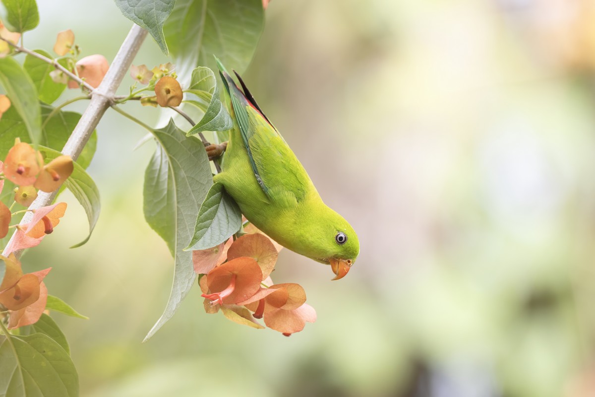Vernal Hanging-Parrot - ML641177784
