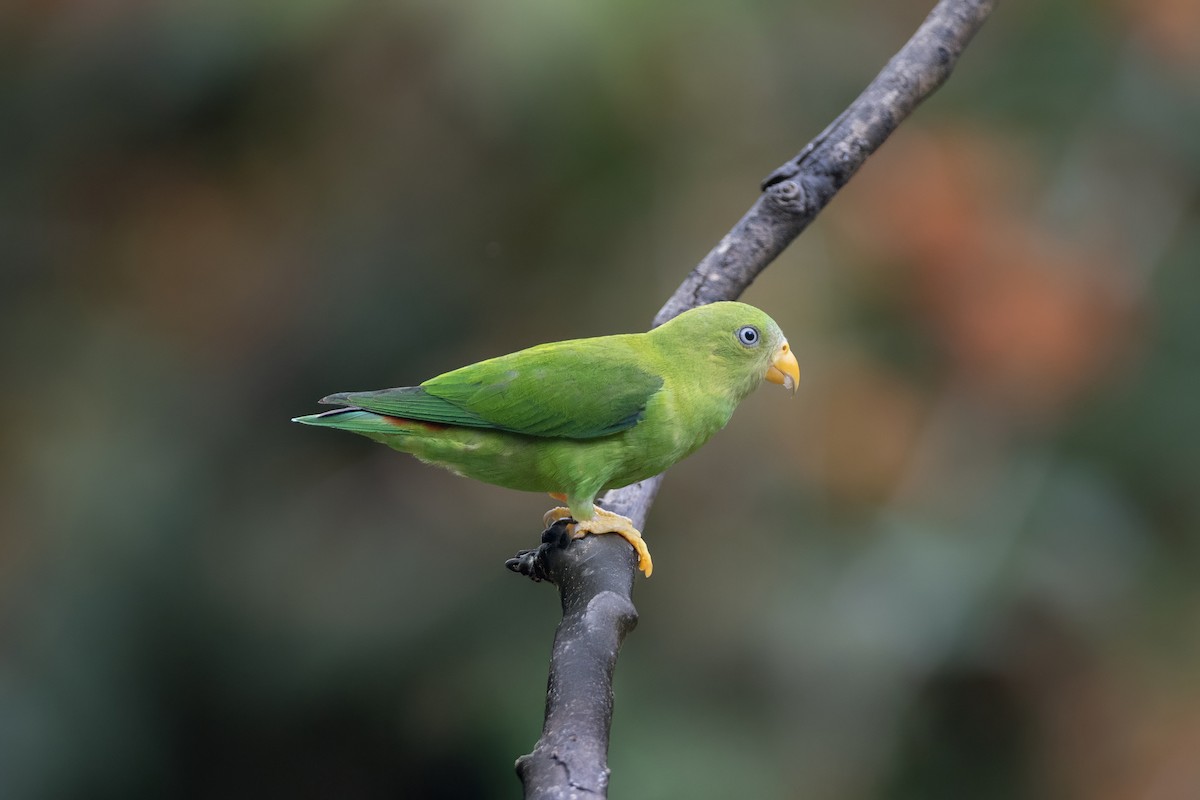 Vernal Hanging-Parrot - ML641177785