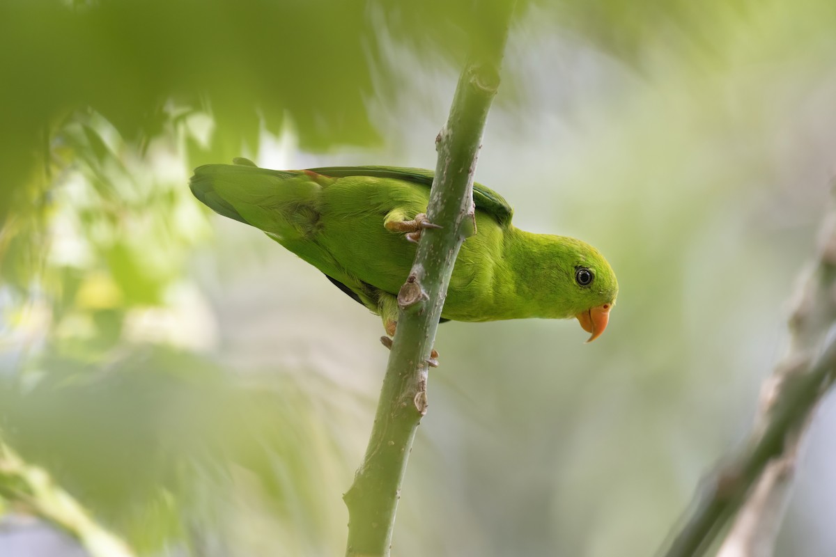 Vernal Hanging-Parrot - ML641177786