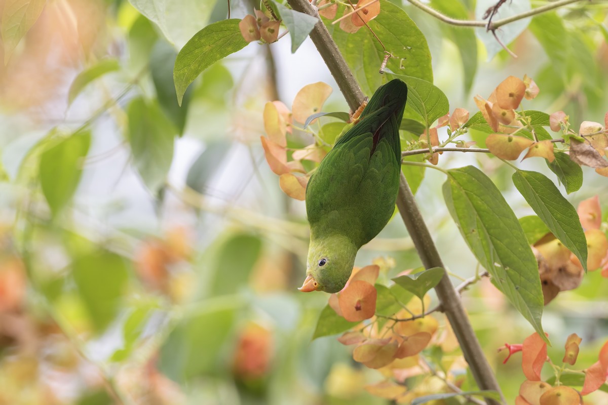 Vernal Hanging-Parrot - ML641177787