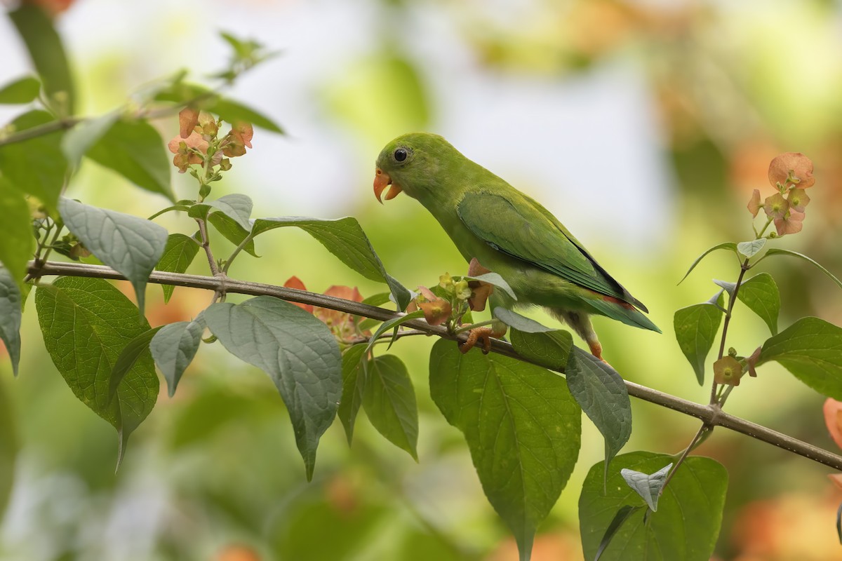Vernal Hanging-Parrot - ML641177789