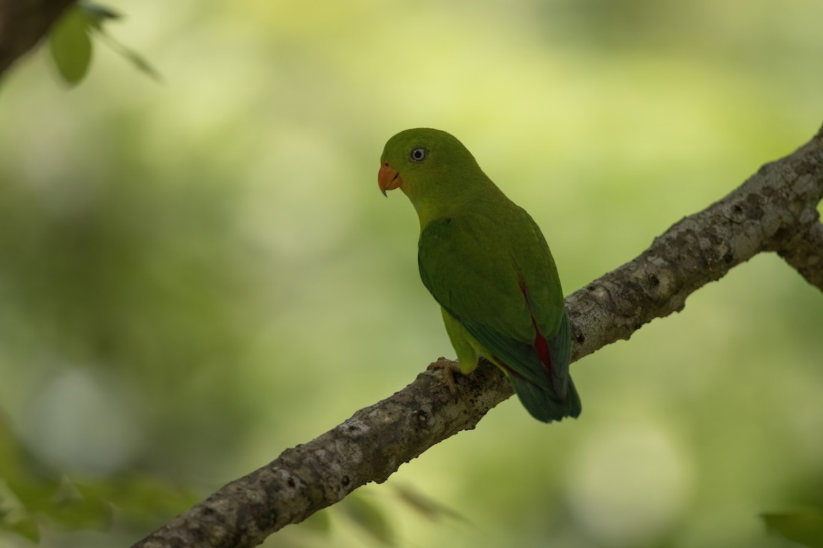 Vernal Hanging-Parrot - ML641177791