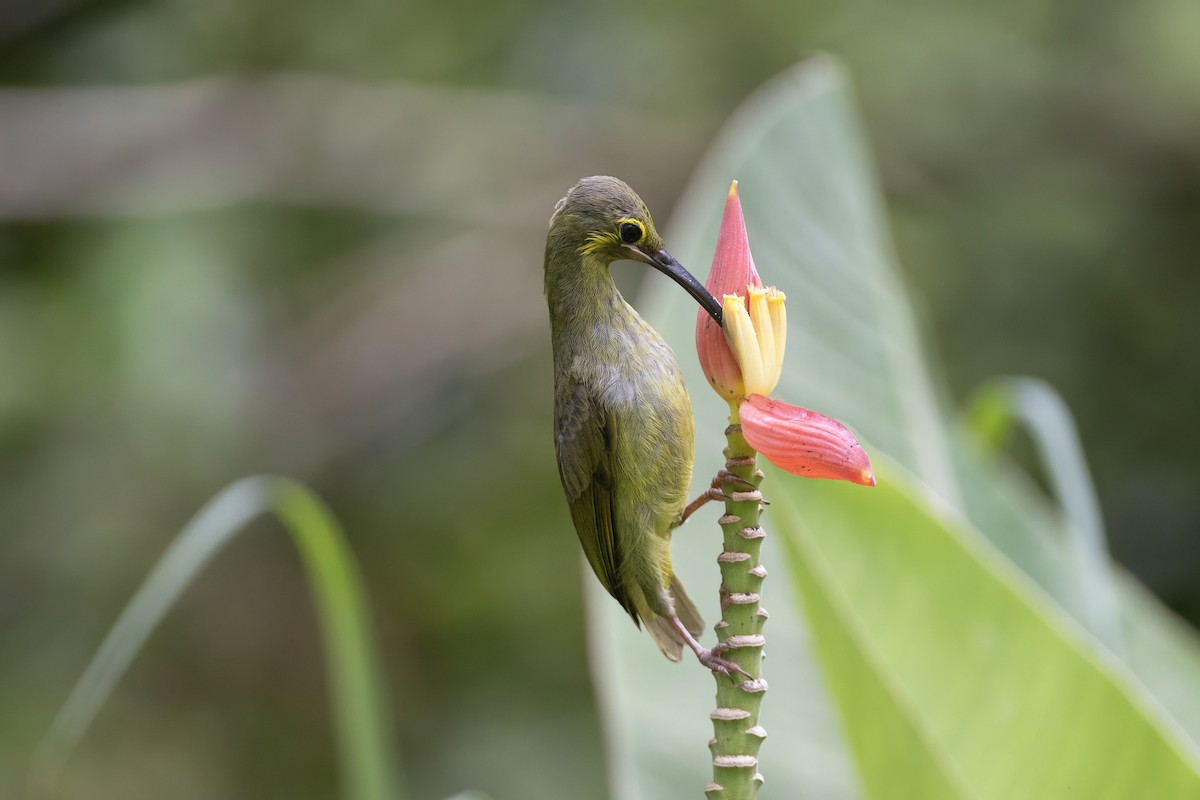 Yellow-eared Spiderhunter - ML641177798