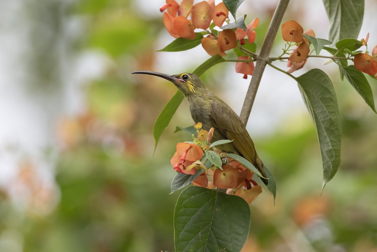 Yellow-eared Spiderhunter - ML641177799